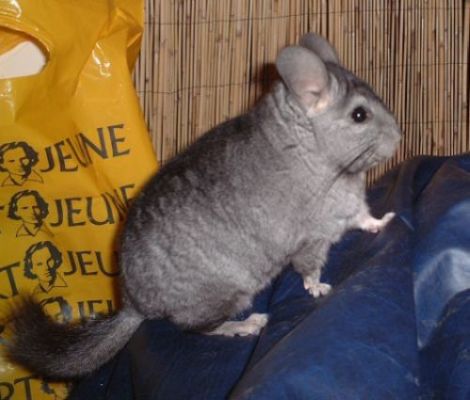Cliquez pour voir l'image en taille relle
