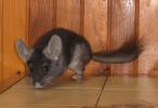 blacky-02.jpg