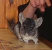 blacky-04.jpg