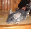 blacky-06.jpg
