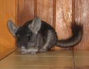 blacky-07.jpg