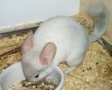1-ramses-05.jpg
