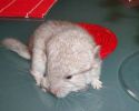 1-ramses-06.jpg