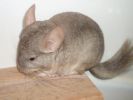 1-ramses-09.jpg