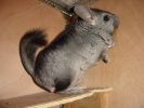 Titou78-04.JPG