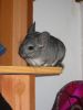 babou-02.JPG