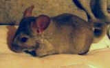babou-02.jpg