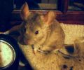 babou-03~0.JPG