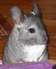 babou-03.JPG