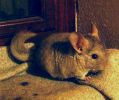 babou-04~0.JPG