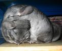 babou-04.JPG