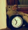 babou-05.JPG