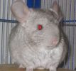 babou-06.JPG