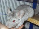babou-07.JPG