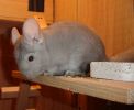 filou-02.JPG
