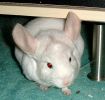 bb-ramses-21.jpg