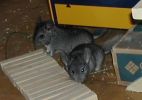 bb-atchoum-souris.jpg