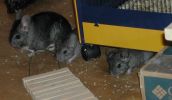 bb-atchoum-souris2.jpg