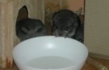 bb-grignotte-vortex-02.jpg